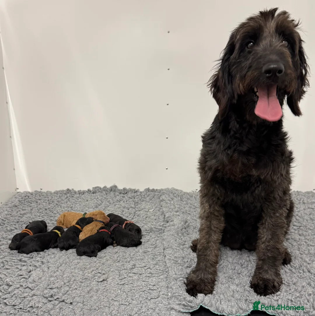 Goldendoodle dogs for sale: F1b Miniature Goldendoodle Waiting List - Advert 11