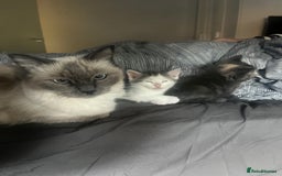 Ragdoll cats for sale: Calico kittens  - Image 7