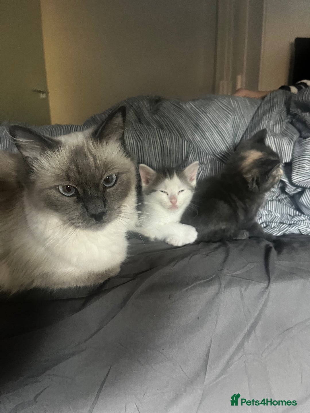 Ragdoll cats for sale: Calico kittens  - Image 7
