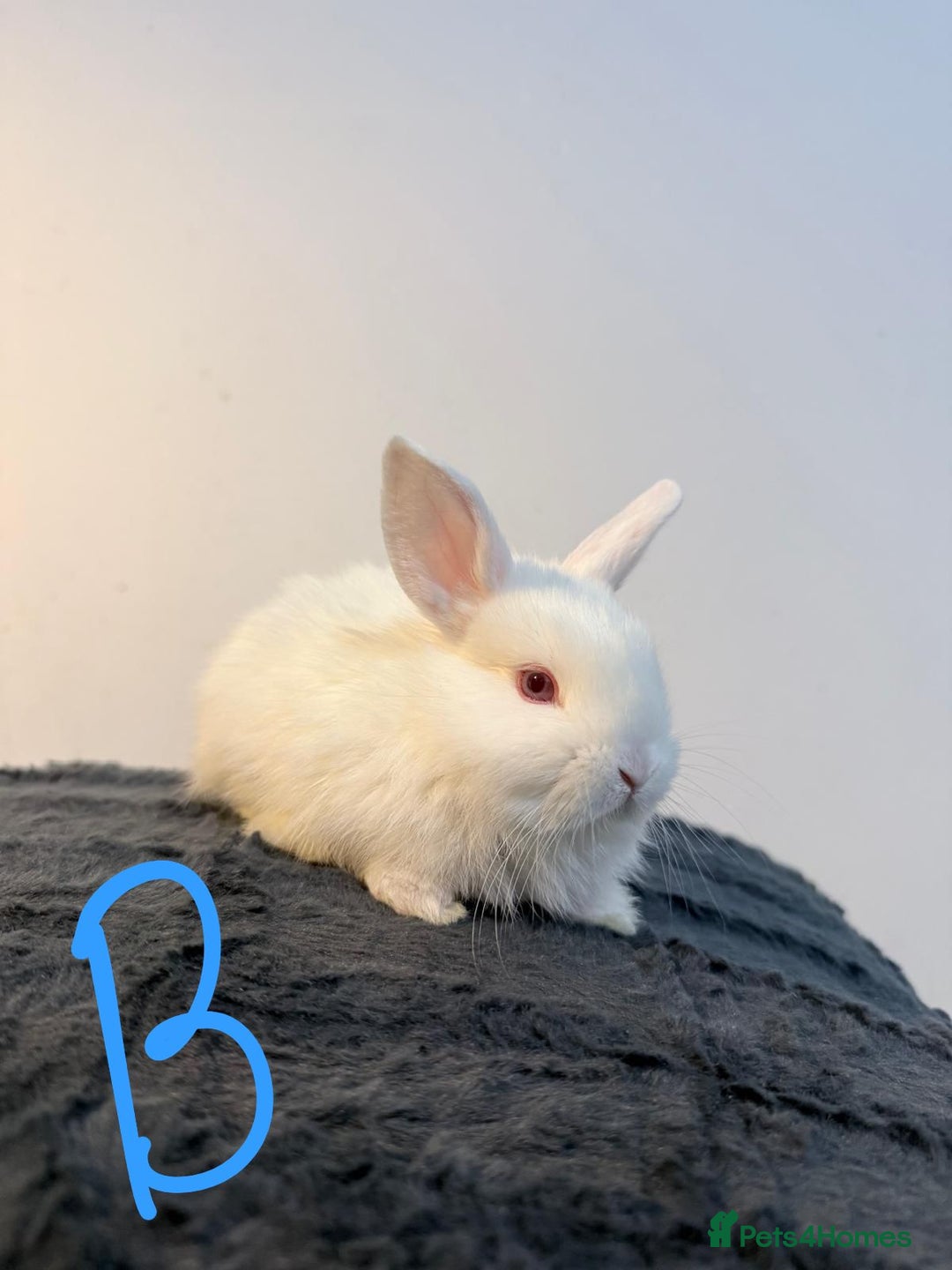 Lionhead rabbits for sale: Very beautiful - Double Mained lionhead babies. - Advert 11