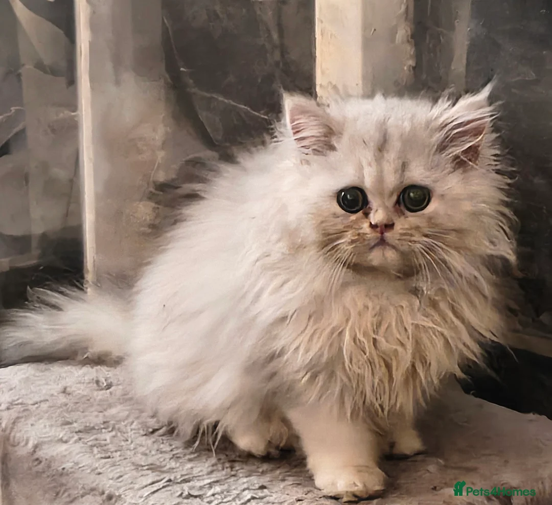 Persian cats for sale: 🍁White black tipped Persian kittens ready now - Advert 7