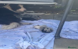 Border Collie dogs for sale: Fluffy long coat Blue merle border collie puppies - Image 1
