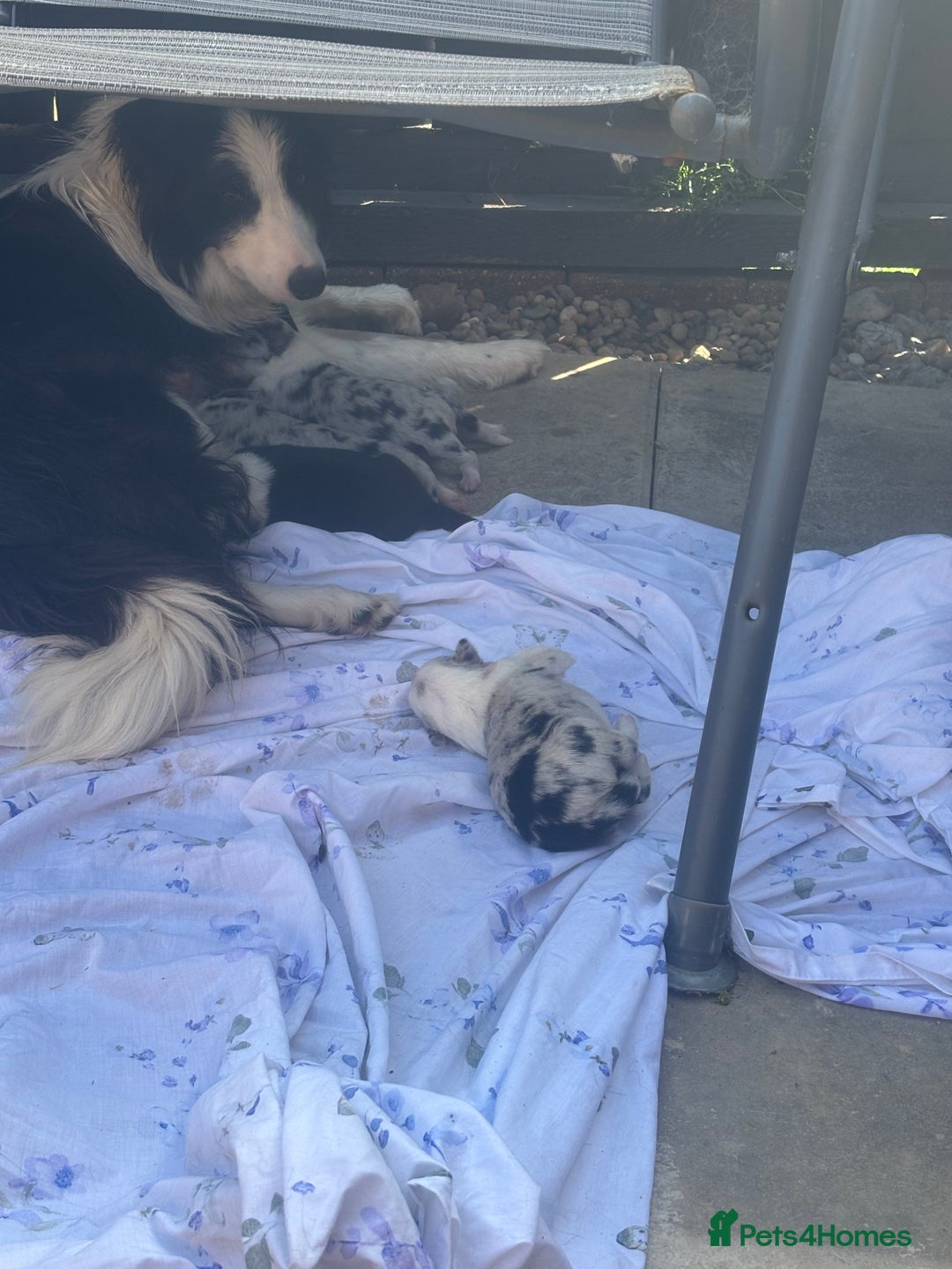 Border Collie dogs for sale: Fluffy long coat Blue merle border collie puppies - Image 1
