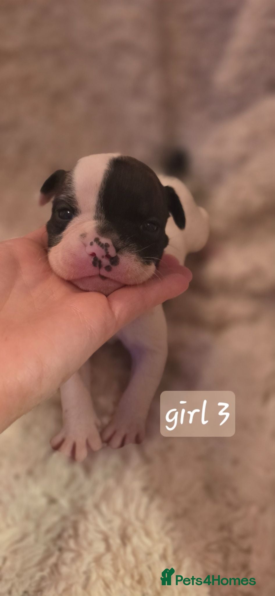 Mixed Breed dogs Beautiful puppies 🐶  - Advert 1