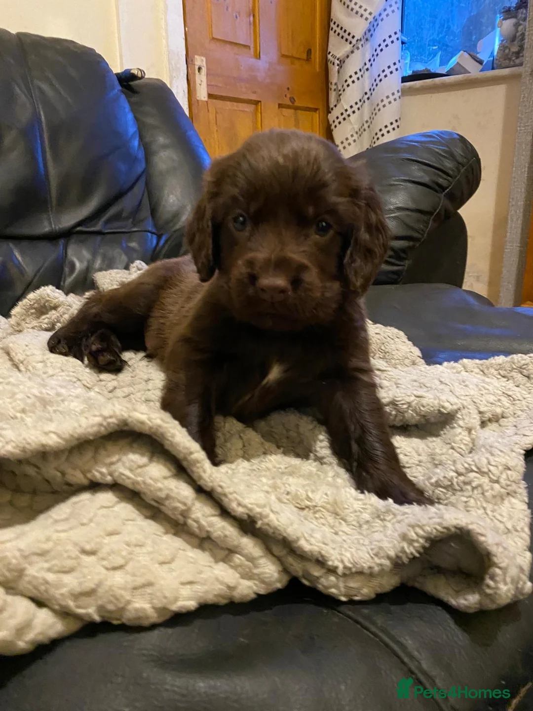 Labrador Retriever dogs for sale: 3 Black & 2 chocolate Labrador Puppies for Sale! - Advert 17