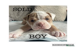 Olde English Bulldogge dogs for sale: 7 olde English bulldogs puppies - Image 9