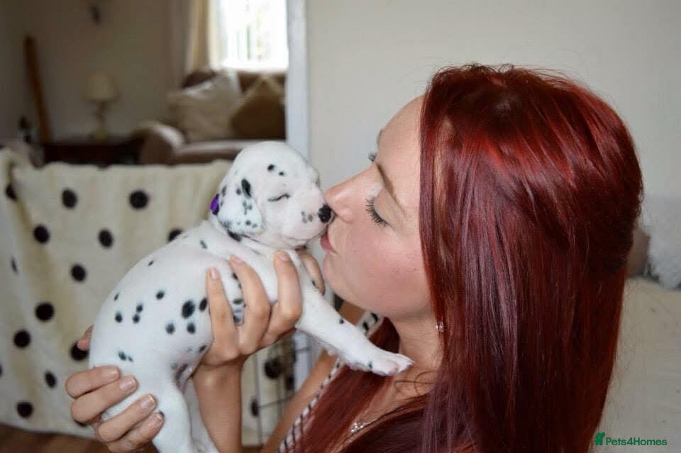 Dalmatian dogs *** EST 14yrs. Exceptional Litter Available *** - Advert 1