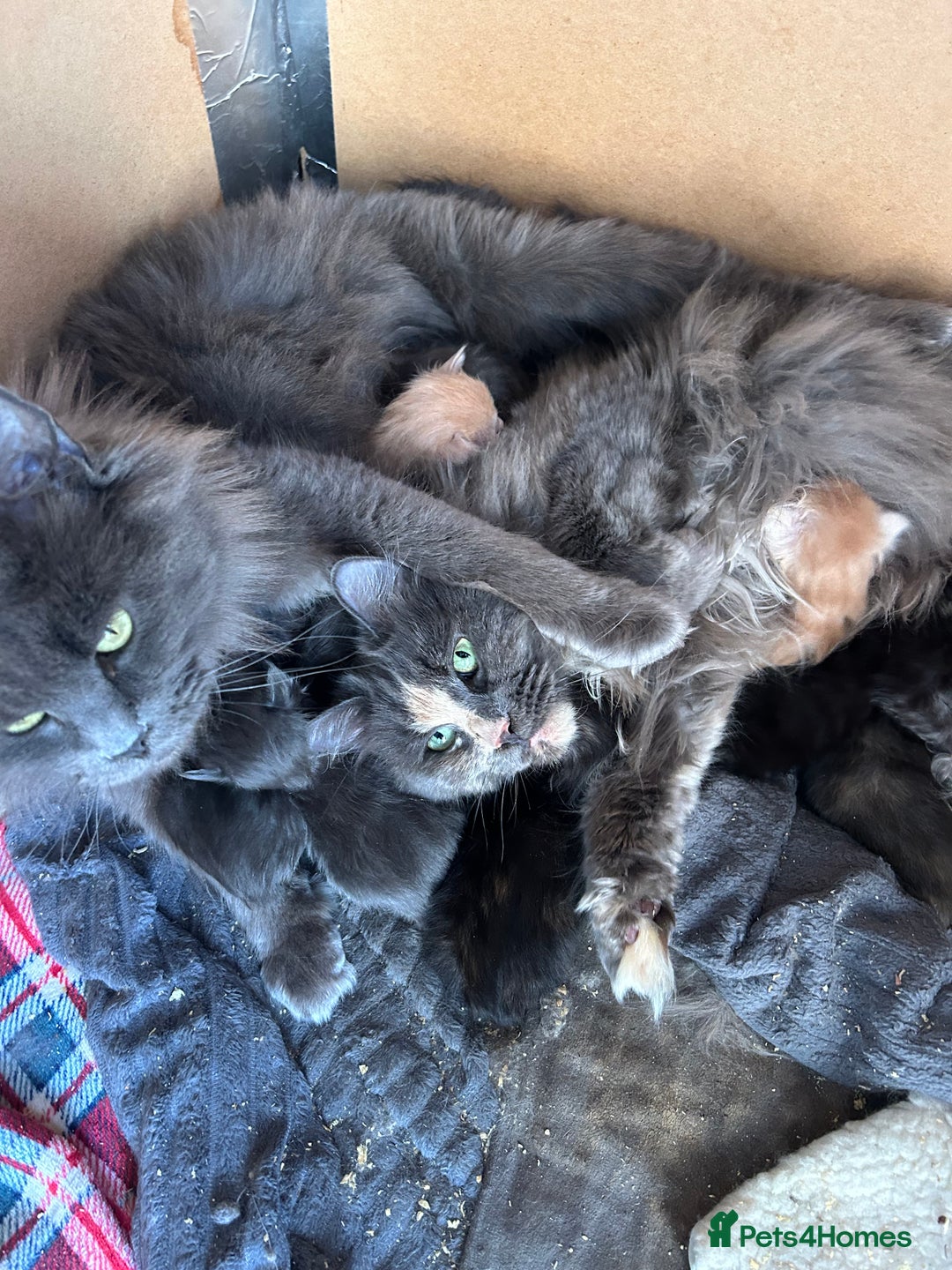 Maine Coon cats for sale: Active TICA GCCF Maine Coon Queen - Advert 7