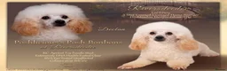 Poodle dogs for stud: KC REG TINY TOY POODLE STUD  - Advert 4