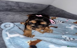 Cocker Spaniel dogs for sale: Beautiful show type cocker spaniel puppies  - Image 5