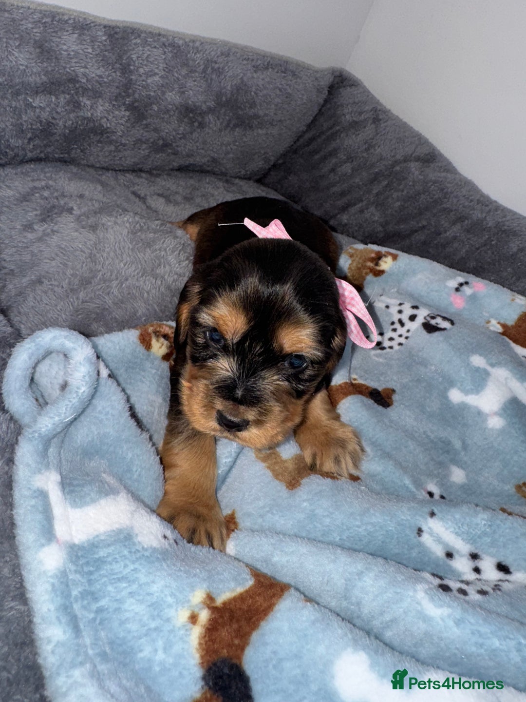 Cocker Spaniel dogs for sale: Beautiful show type cocker spaniel puppies  - Image 5