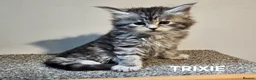 Maine Coon cats for sale: Beautiful Registered Maine Coon kittens  - Advert 28