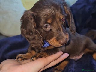 Miniature Dachshund dogs Miniature Dachshund Long Haired - Advert 2