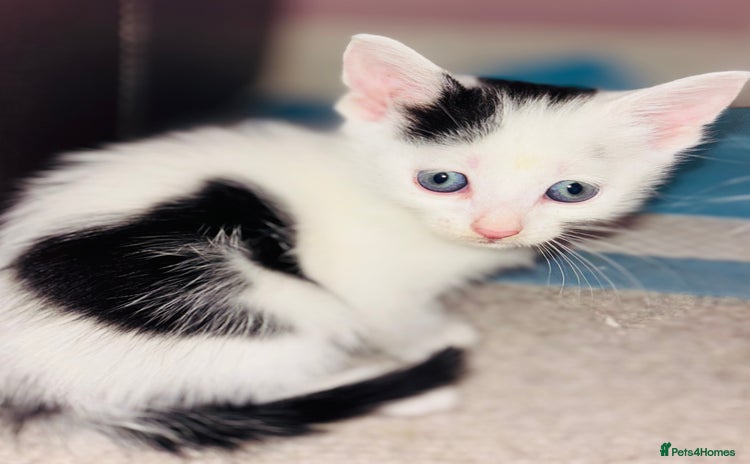 Mixed Breed cats - Advert 2