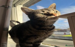 European cats for sale: Female kitten - Image 2