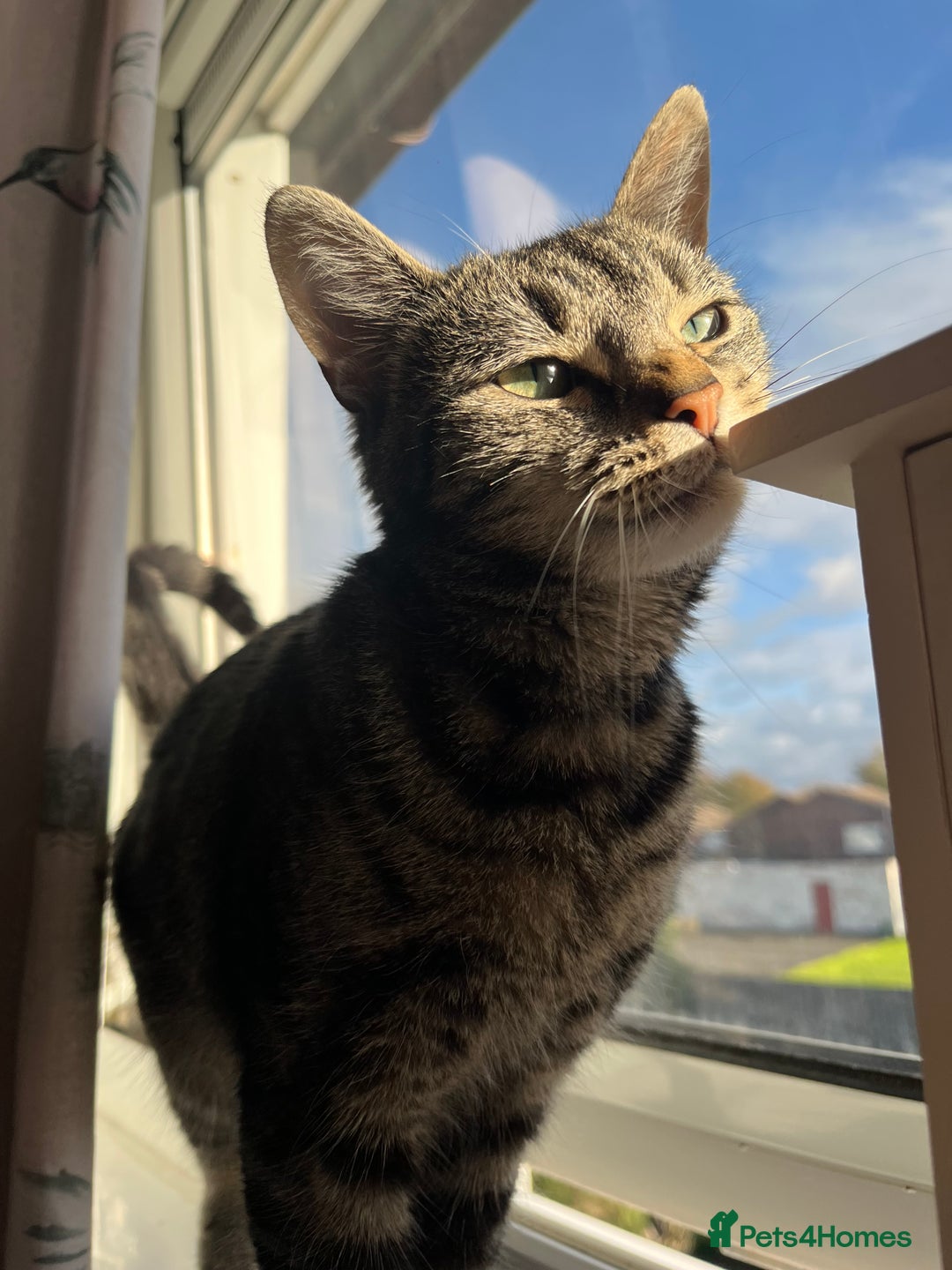 European cats for sale: Female kitten - Image 2