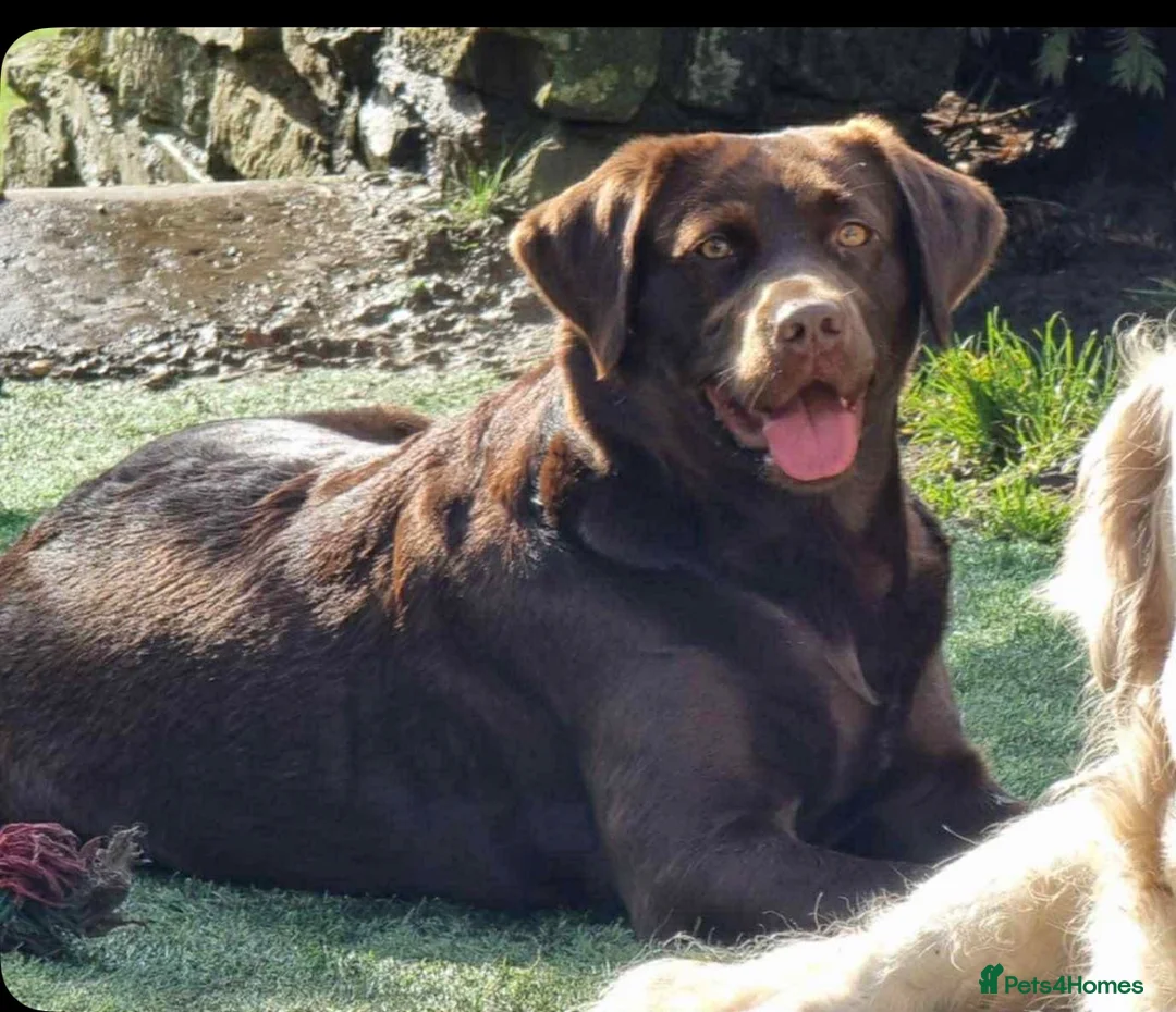 Goldador dogs for sale: Stunning Goldador Litter expected - Advert 11