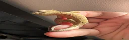 Gecko reptiles for sale: Crested Gecko Babies - Advert 5