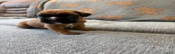 Boxer dogs for sale: Beautiful, KC registerd boxer puppies for sale in Canvey Island - Advert 15