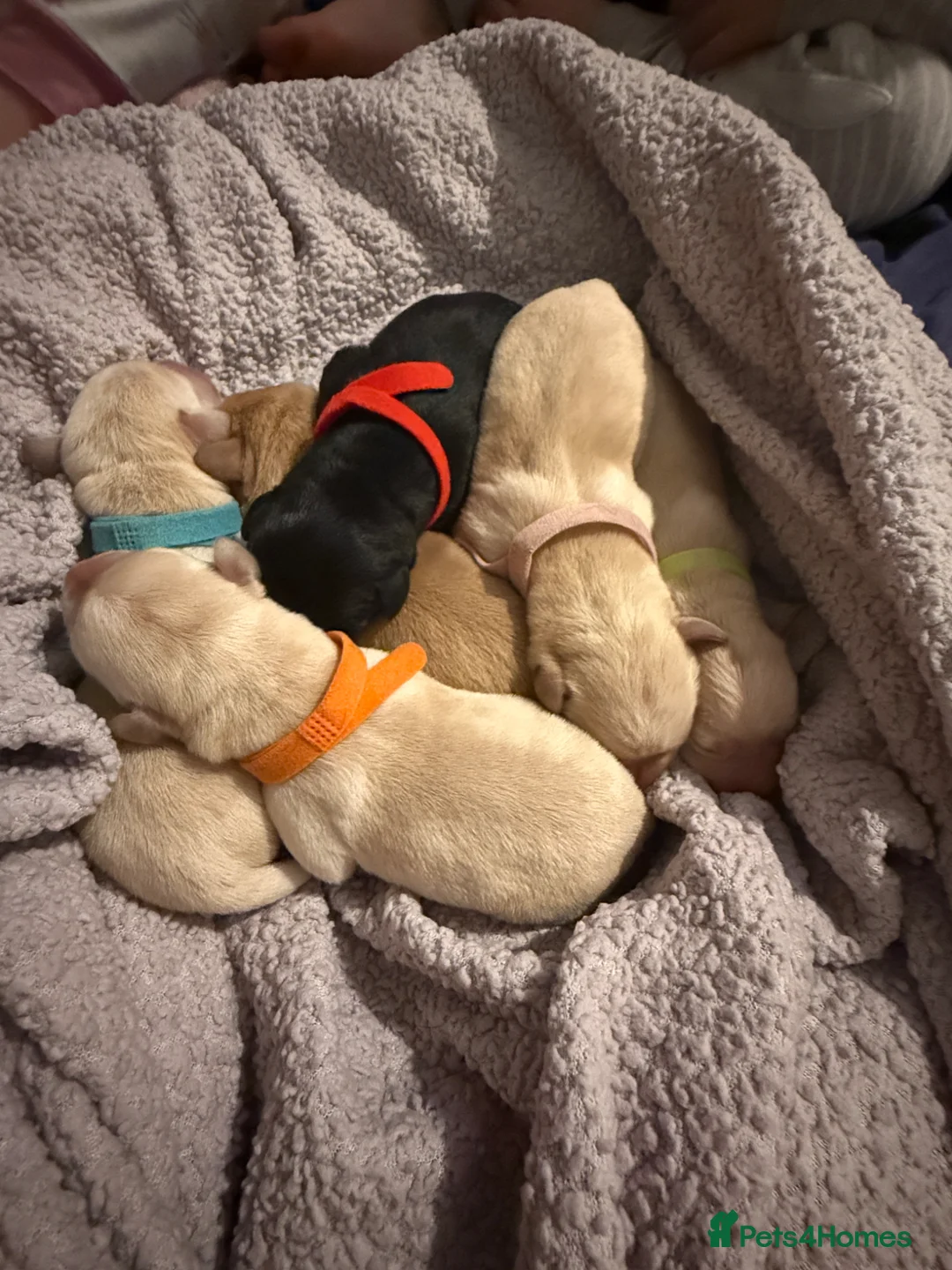 Labrador Retriever dogs for sale: Labrador puppies  - Advert 36