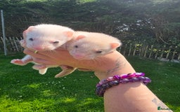 Ferret rodents for sale: Ferrets - Image 1
