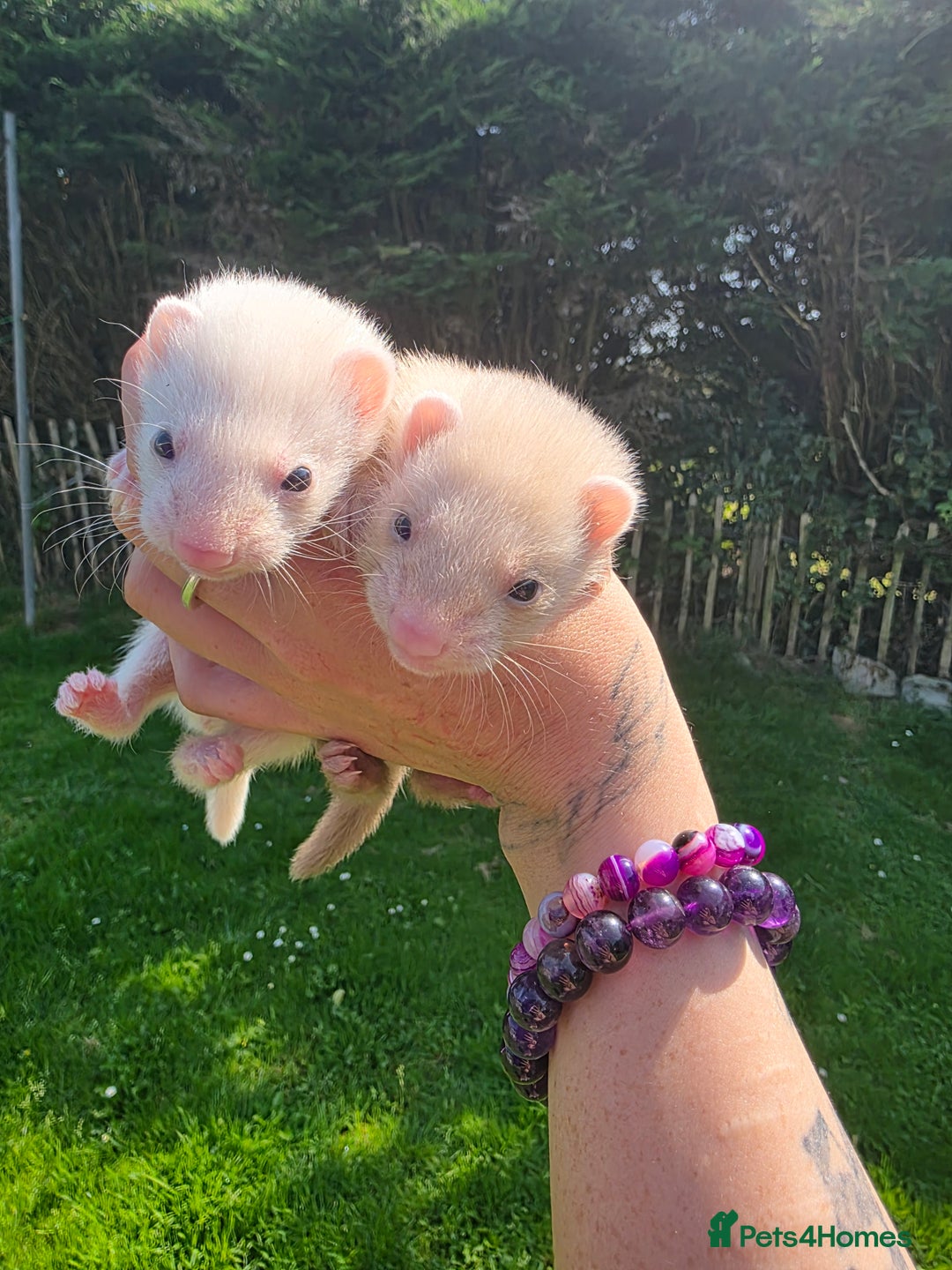 Ferret rodents for sale: Ferrets - Image 1