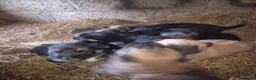 Mixed Breed dogs for sale: Belgain sheppard  in Downpatrick - Advert 18