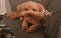 Poochon dogs for stud: Poochon Stud - Image 6