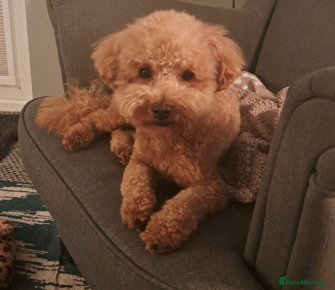 Poochon dogs for stud: Poochon Stud - Image 6