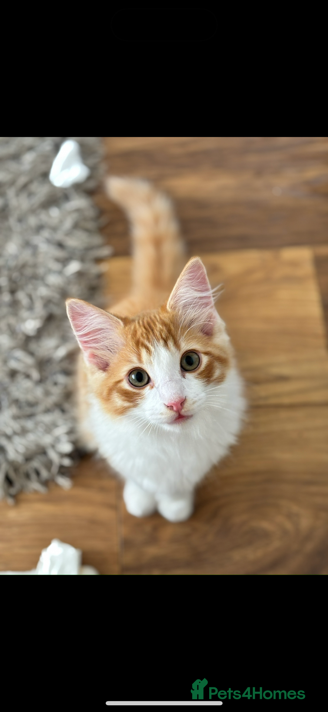 Mixed Breed cats for sale: Mitch & Bingo  - Advert 3