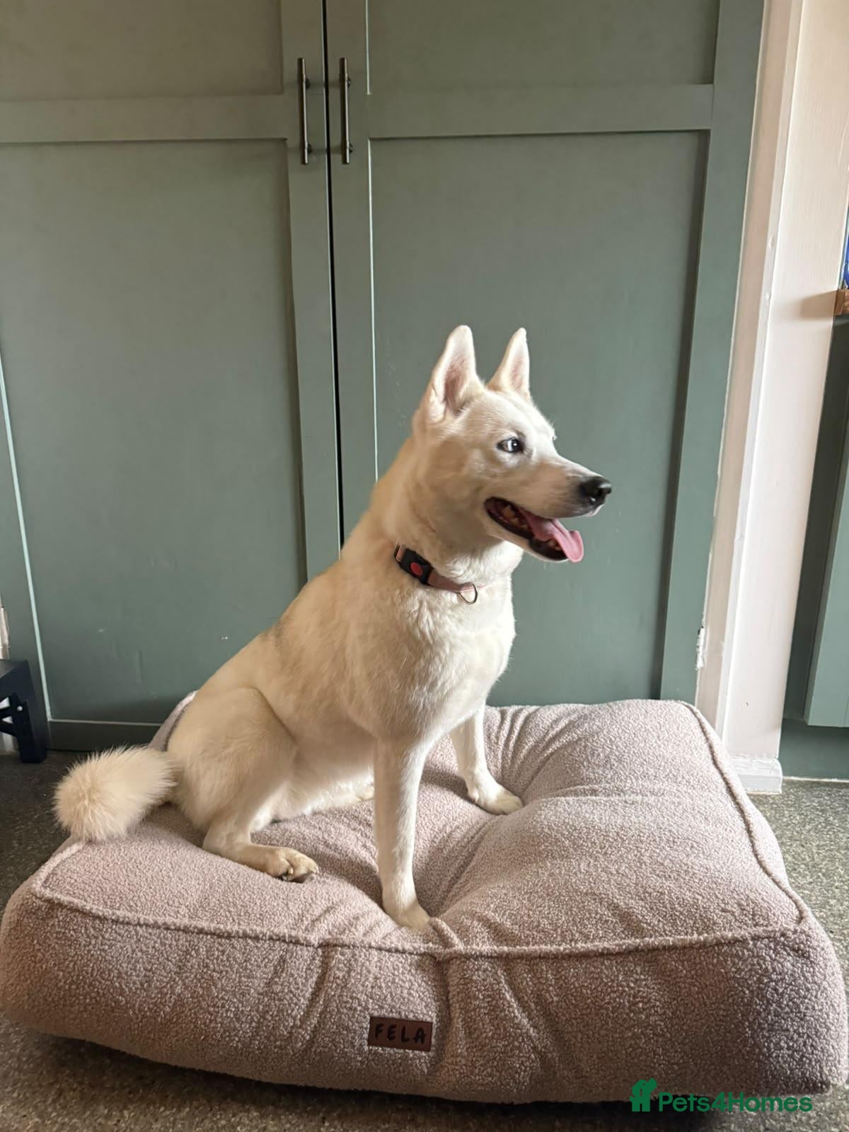 Siberian Husky dogs 18 month old female husky  - Advert 1