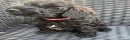 Schnoodle dogs for sale:  Toy Schnoodle puppies - Advert 18