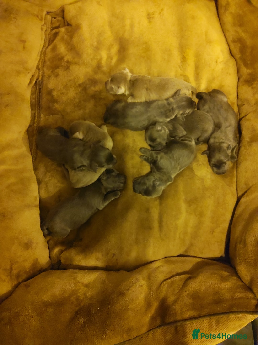 Labrador Retriever dogs for sale: Litter just be born - Image 1