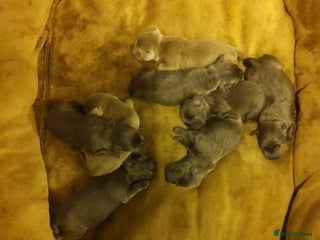 Labrador Retriever dogs - Advert 21