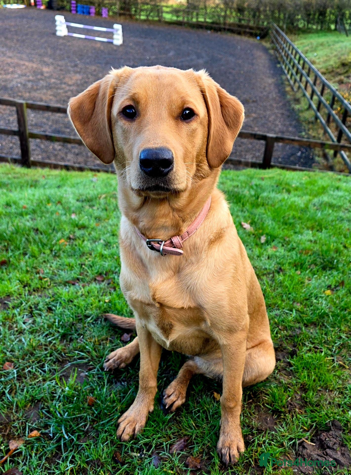 Labrador Retriever dogs for sale: Beautiful Labrador - Advert 1