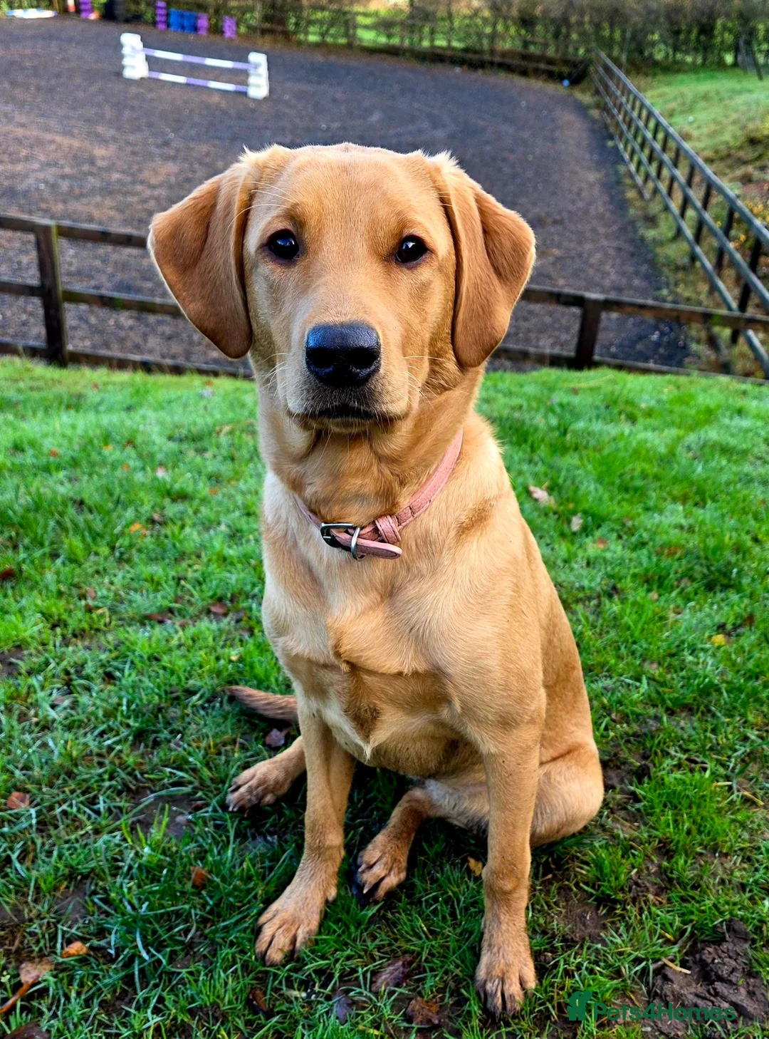 Labrador Retriever dogs for sale: Beautiful Labrador - Advert 1