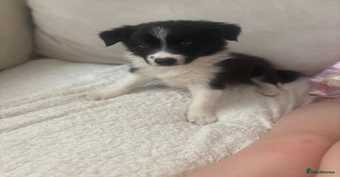 Border Collie dogs - Advert 2