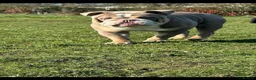 English Bulldog dogs for stud: Bull dog for stud  - Advert 3