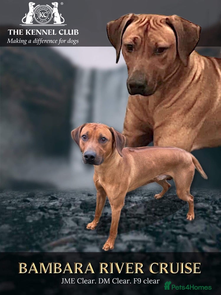 Rhodesian Ridgeback dogs Proven kc stud dog with clear health check  in Bury - Advert 1