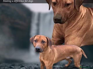 Rhodesian Ridgeback dogs Proven kc stud dog with clear health check in Bury - Advert 4