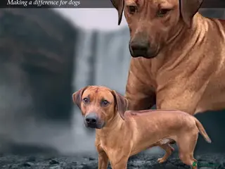 Rhodesian Ridgeback dogs Proven kc stud dog with clear health check in Bury - Advert 2