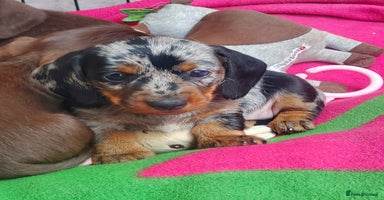 Miniature Dachshund dogs - Advert 1