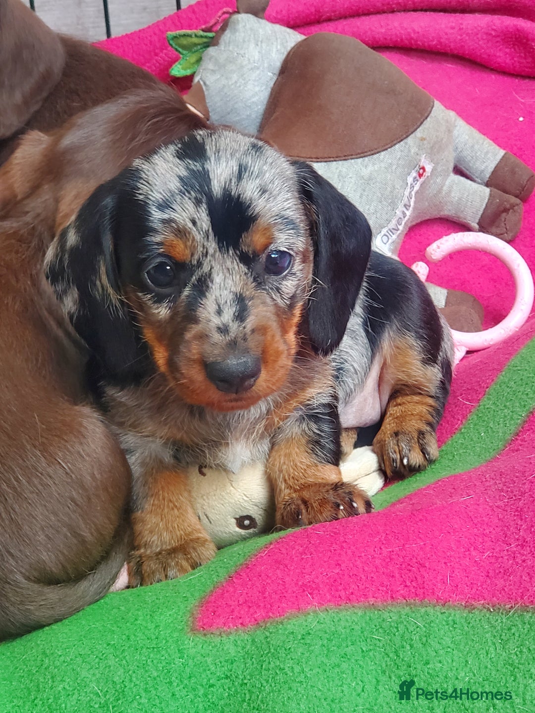 Miniature Dachshund dogs for sale: KC reg Miniature Wirehaired Dachshund girls - Image 3