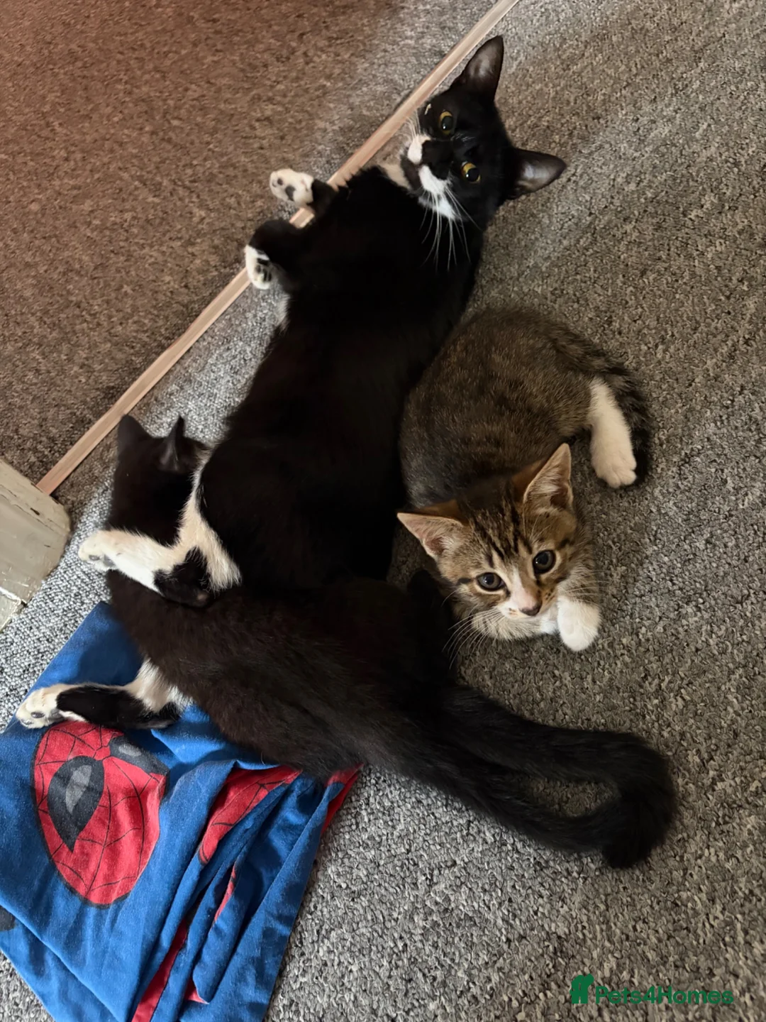 Mixed Breed cats for sale: Two gorgeous boys in Brighton - Advert 2