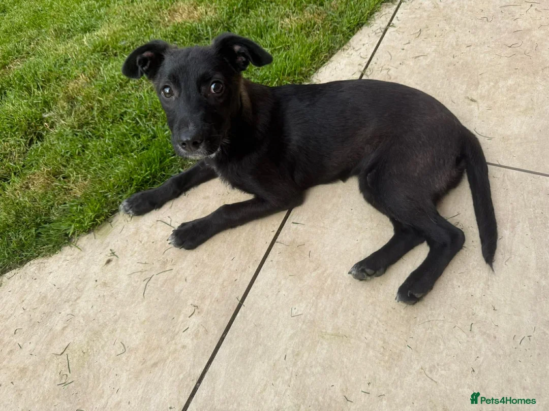 Mixed Breed dogs for adoption: Cleo  - Advert 1