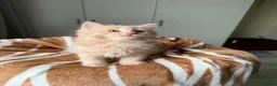 Mixed Breed cats for sale: Fluffy kittens for sale  - Advert 5