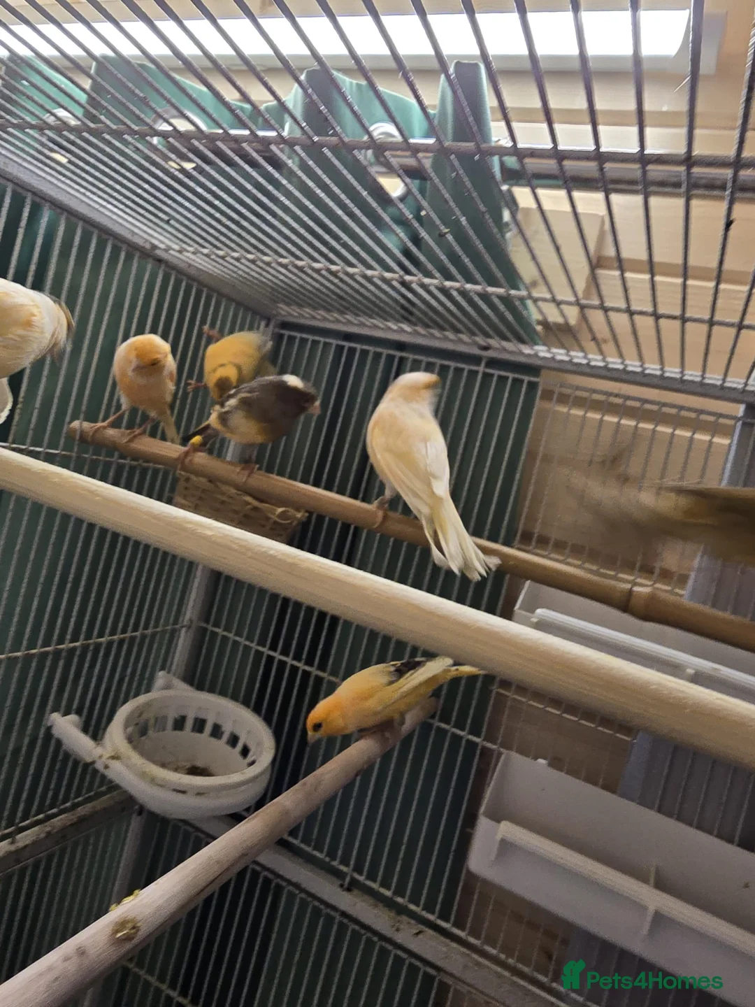 Canaries birds for sale: Beautiful healthy canaries for sale in Manchester  - Advert 18