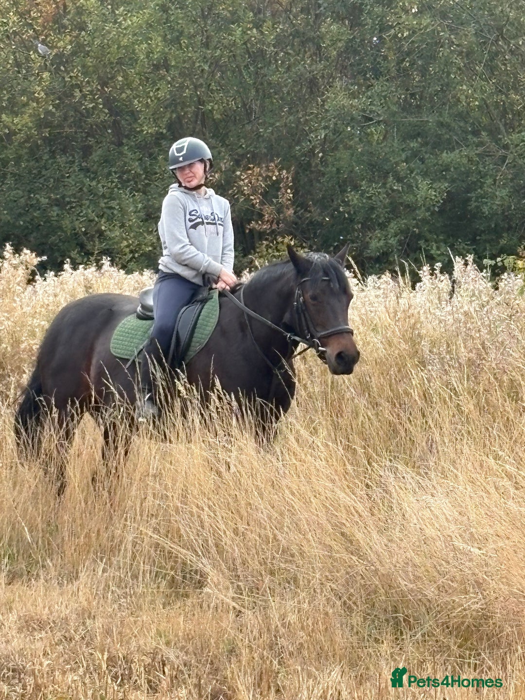 Connemara horses for sale: Confidence giver - Advert 5