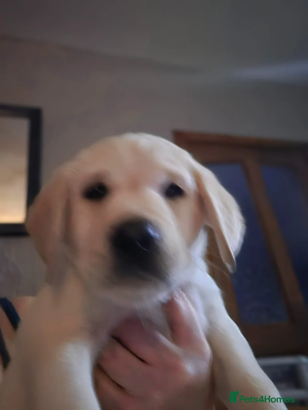 Labrador Retriever dogs for sale: All spoke for just now may have 2 girls coming up  - Advert 2