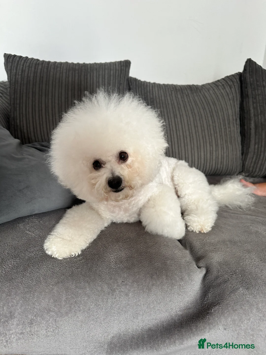 Bichon Frise dogs for sale: Pure Pedigree Champion Bloodline Bichon Frise  - Advert 26